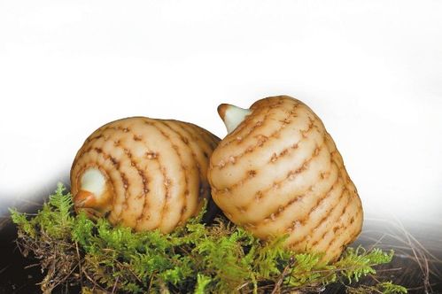 鏈上發(fā)力 云藥產(chǎn)業(yè)提質(zhì)升級