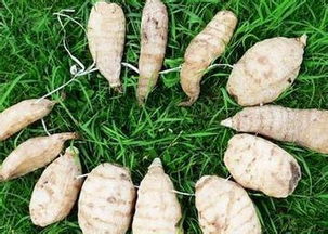 科農(nóng)9號天麻輕松創(chuàng)業(yè)無憂的好項目