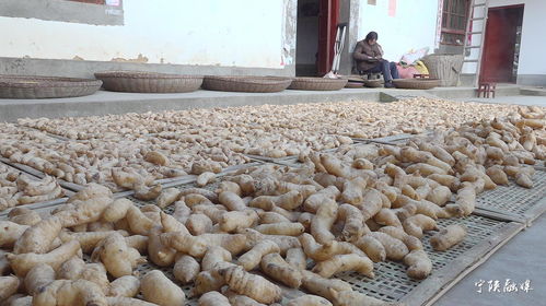 寧陜天麻 香菇地理標(biāo)志 農(nóng)產(chǎn)品區(qū)域品牌價值分別達到4.23億元 2.26億元