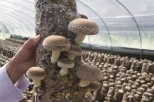 寧陜山珍 縣域公共品牌亮相古城西安