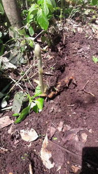 這是什么植物我們這里叫天麻公子