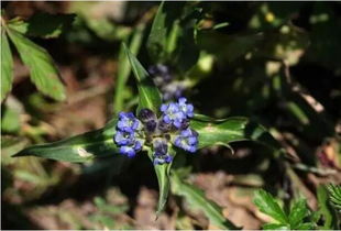 我國9大氣候地區(qū)適合種植哪些中草藥
