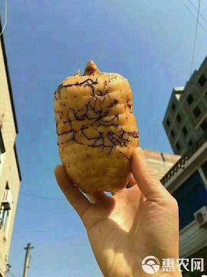 探秘小草壩天麻 珍稀藥材的自然饋贈